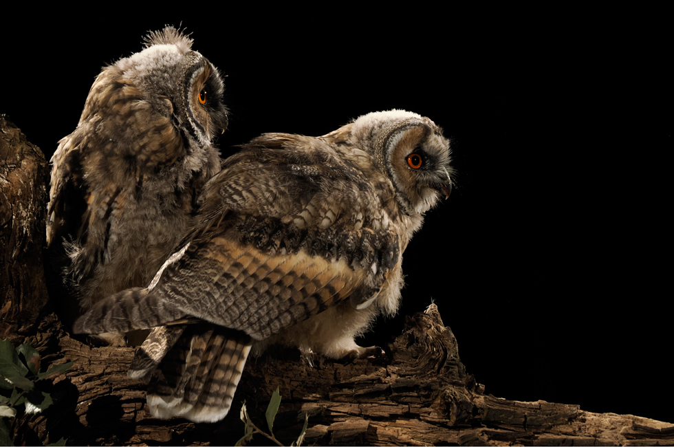 Imagen 21 de la galería de Búho Chico - Long-eared Owl